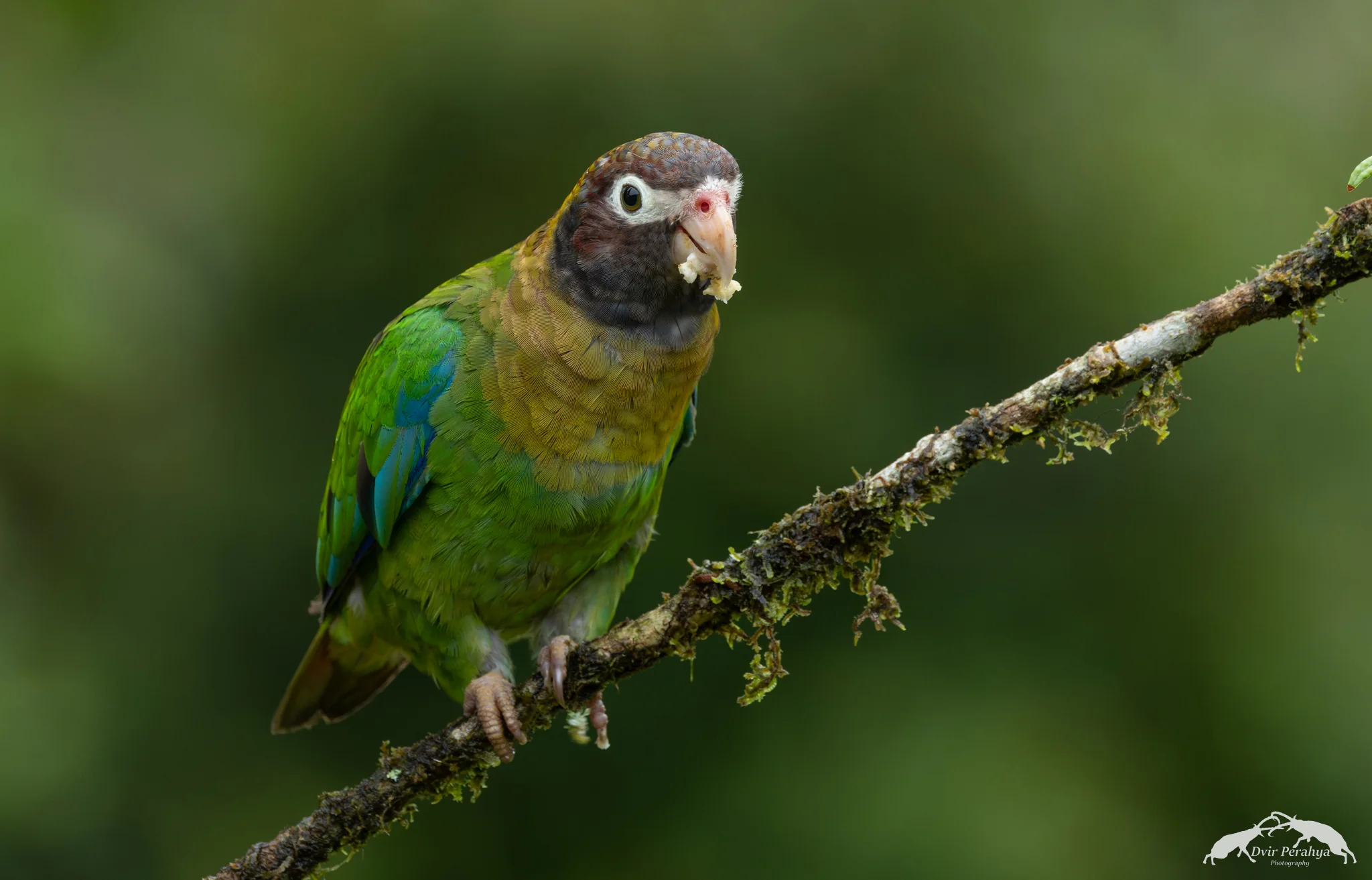 Parrot, Costa Rica Rainforest